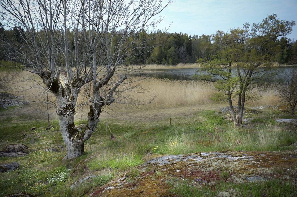 Kalt träd på en klipphäll framför vass och vatten.