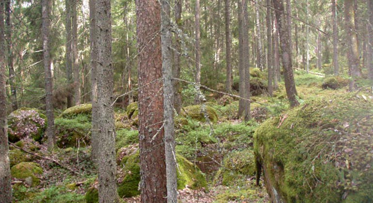 Norra Ölsdalen.