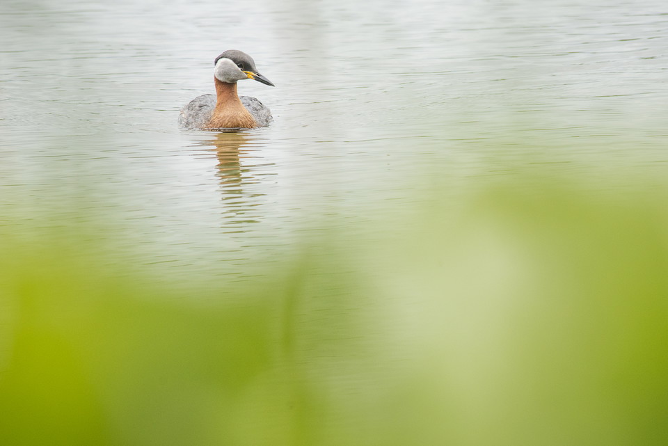 Simmande gråhakedopping (fågel)