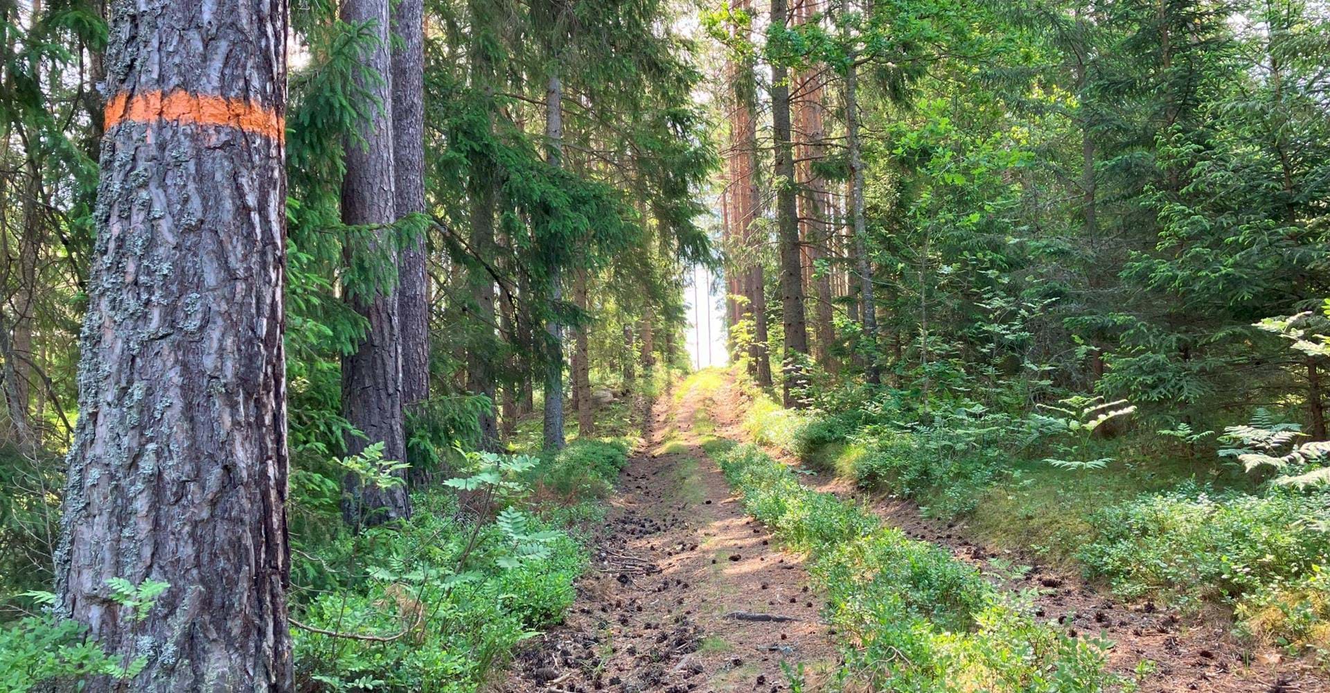 Fallingebergssjön rundslinga. Skogsväg, barrskog, ledmarkering på tall.
