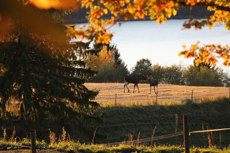 Moose safari in Trøgstad