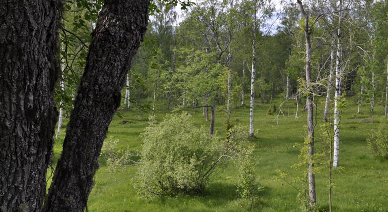 Älvhytteängen.