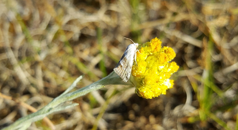 Mjölfly på hedblomster.