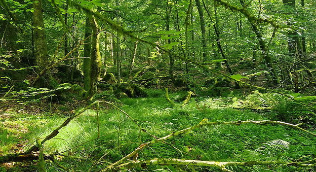 Fylleklevs naturreservat 