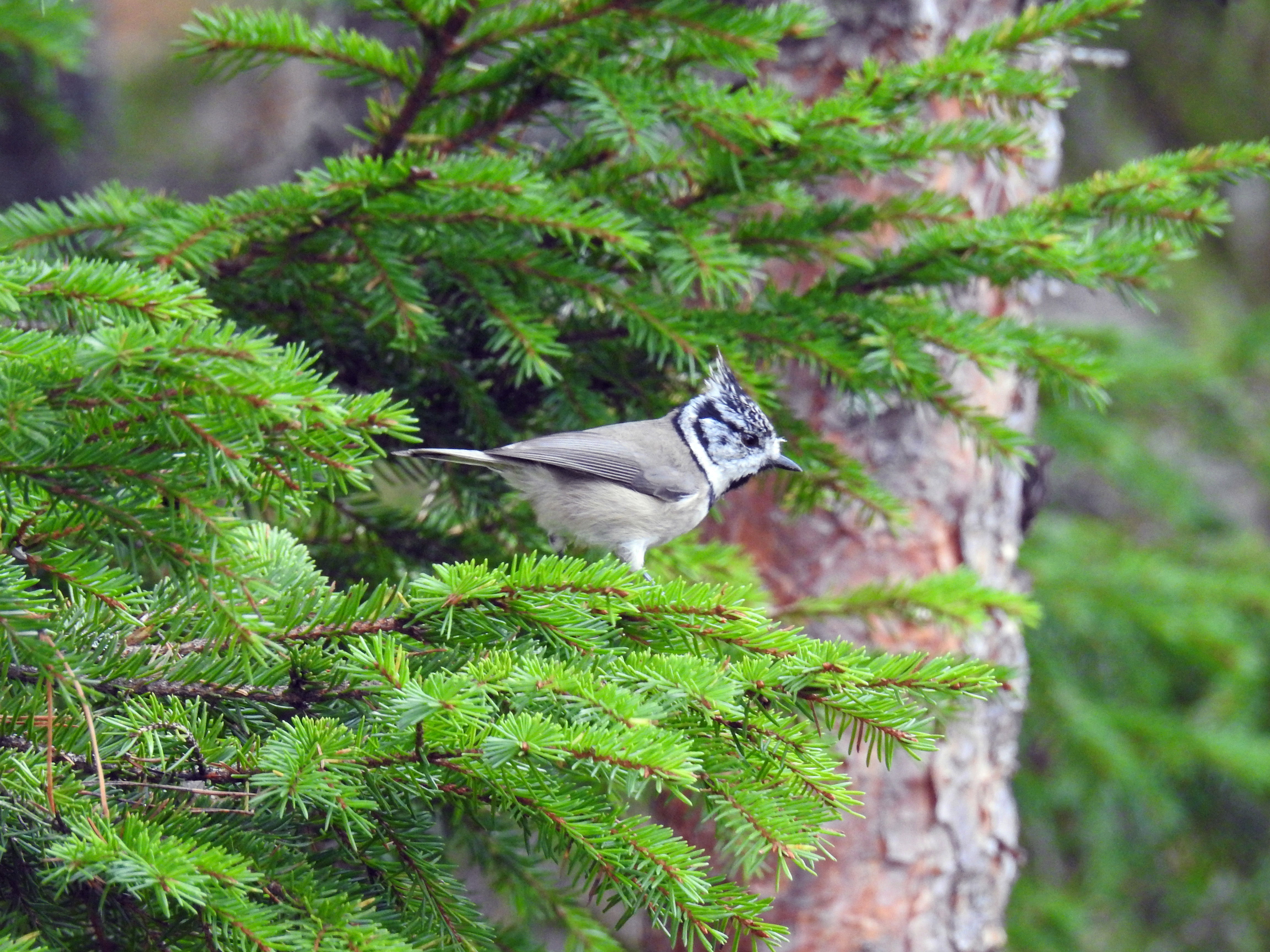 Vindskydd Nödre Fisklösen — Tiveden Vindskydd Nödre Fisklösen — Tiveden