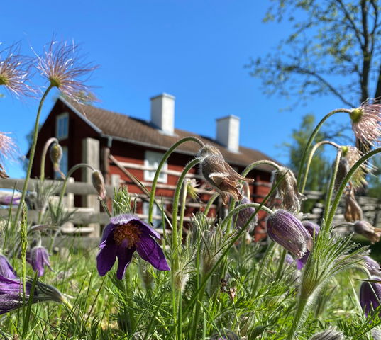 Lindtorpskulle