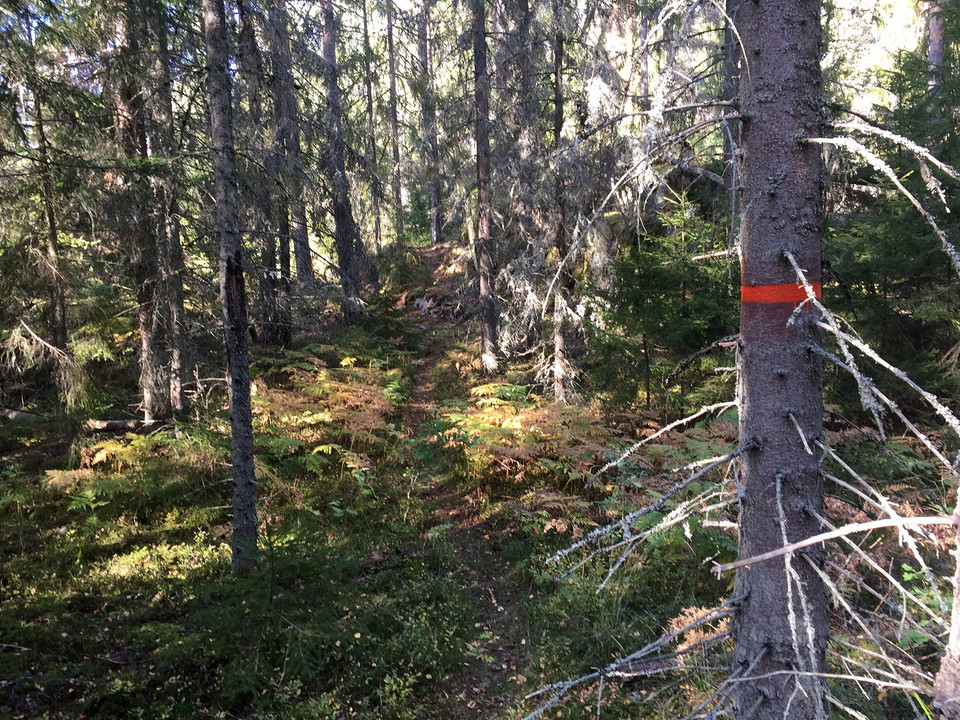 Orange markering målad på granstam.