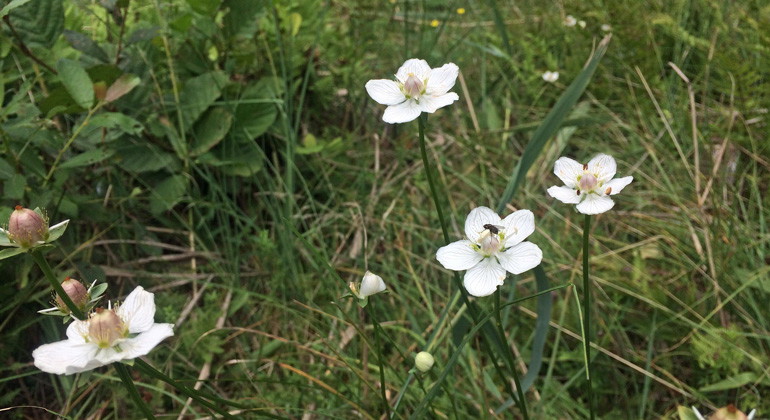 Fyra vita slåtterblommor
