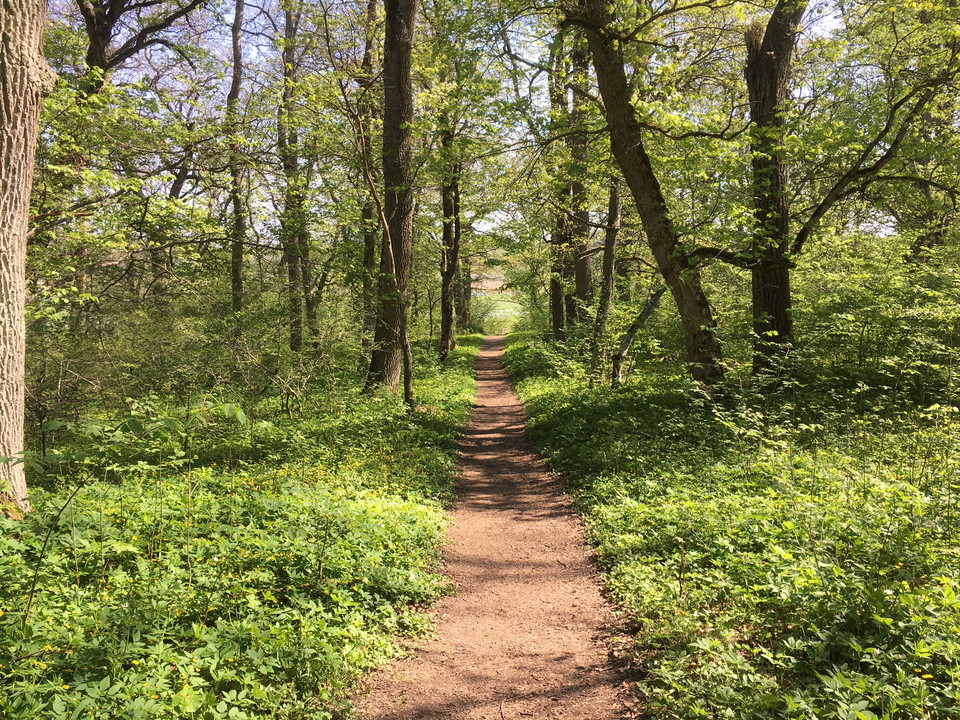 En bred stig går genom en lummig skogsdunge.