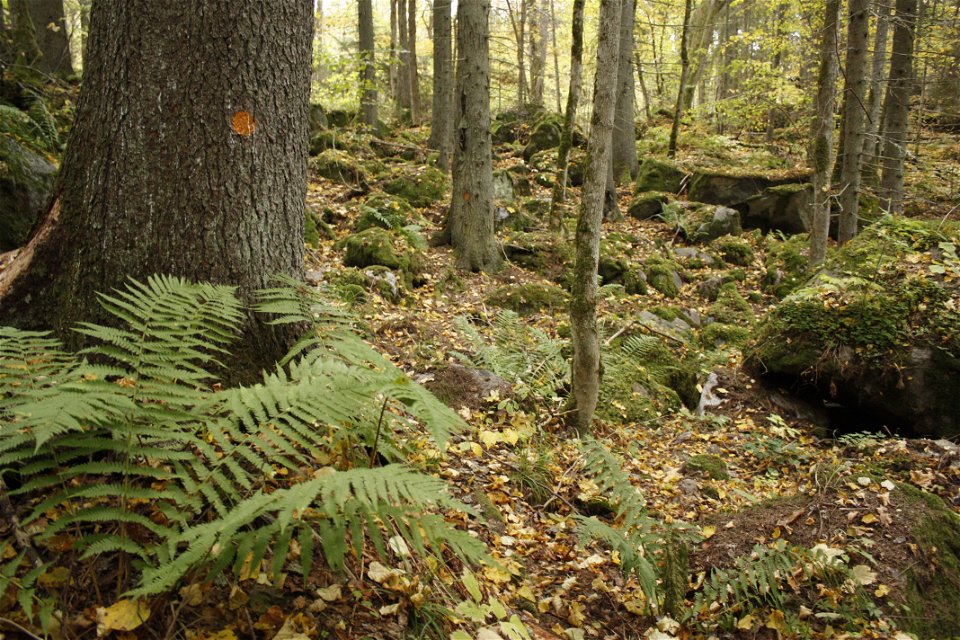 En stigmarkering är målad på en grov trädstam. Terrängen är mycket ojämn och består av mossklädda stenar.