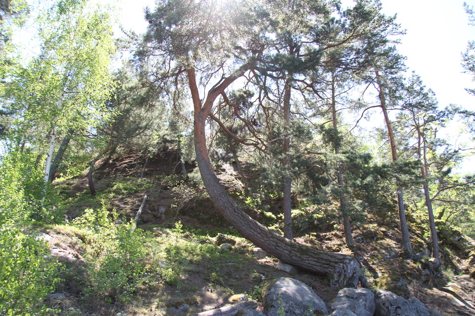 Tall som växer i en böj liggande mot marken innan den sträcker sig upp mot himlen.