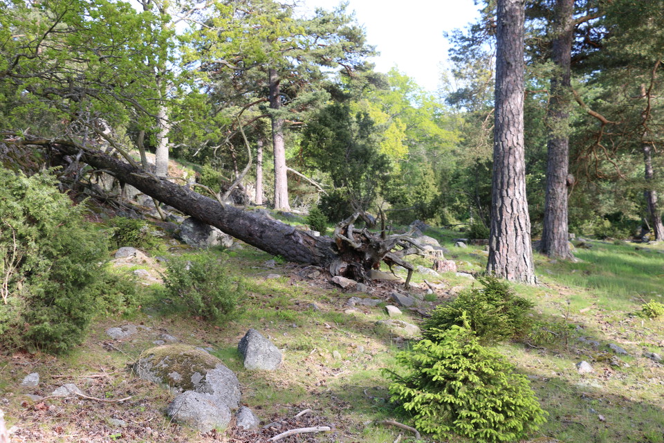 En rotvälta av en tall ligger i skogen.