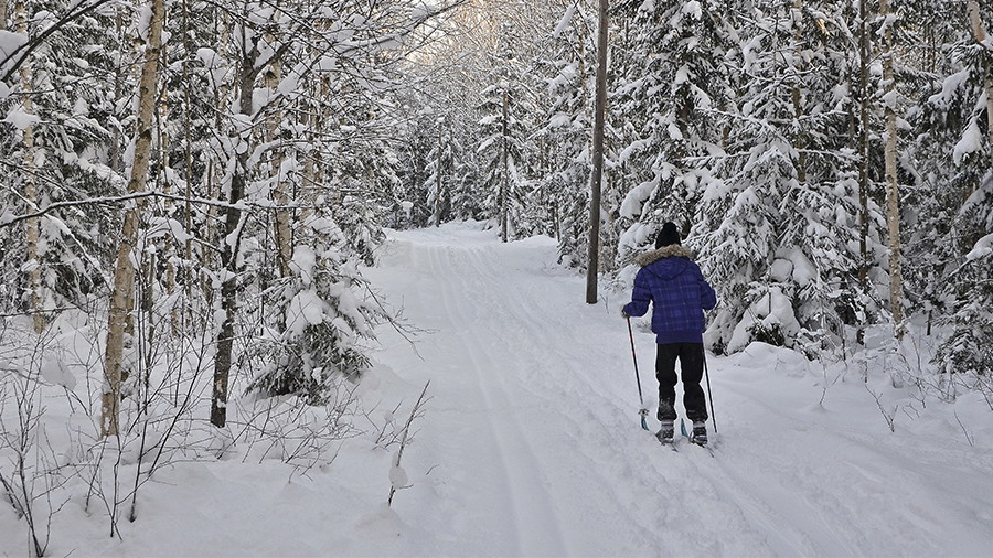 En skidåkare på ett spår i en snöklädd skog.