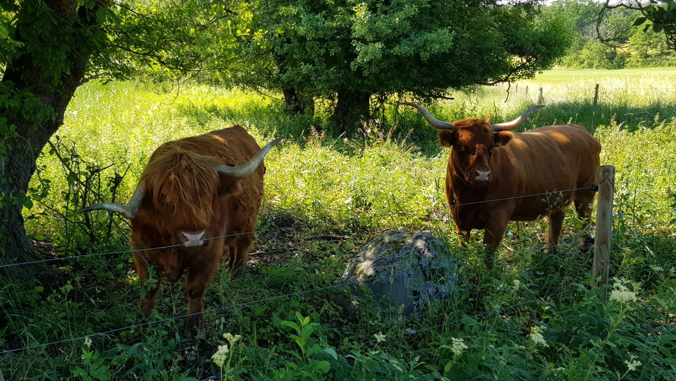 Highland cattle väster om bryggan. Foto Lidingö stad