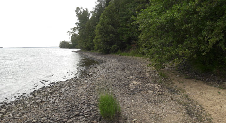 skog vid vattenkanten