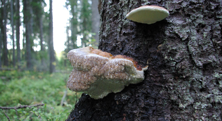 Ticka på gran i Bromsvallsberget.