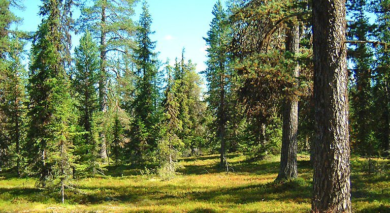 I reservatet finns det vackra gammelskogar som är lätta att vandra i.