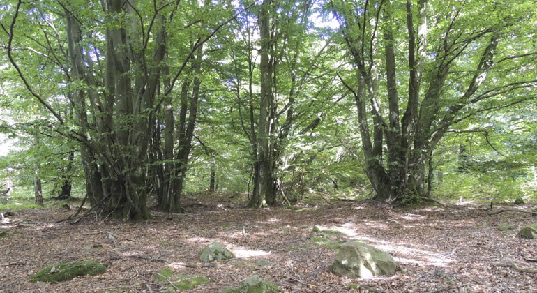 skog