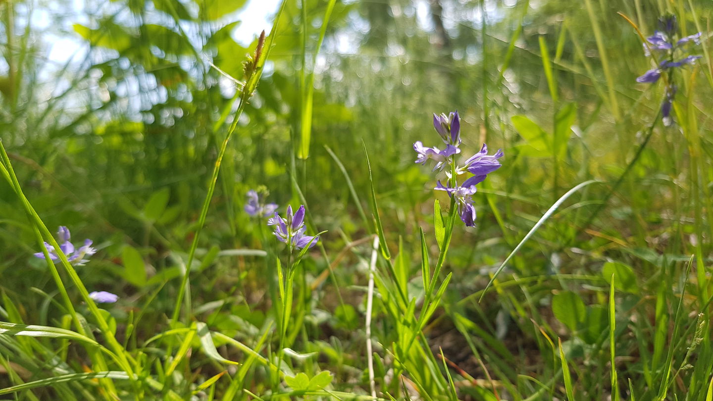 Jungfrulin. Foto Lidingö stad