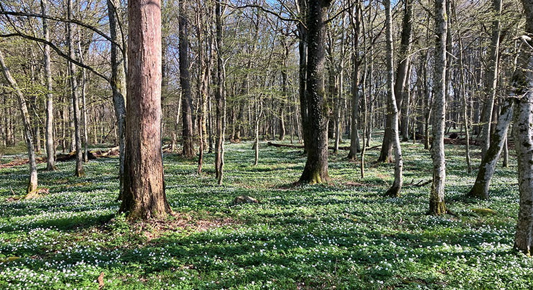 Vitsippor i skogen.
