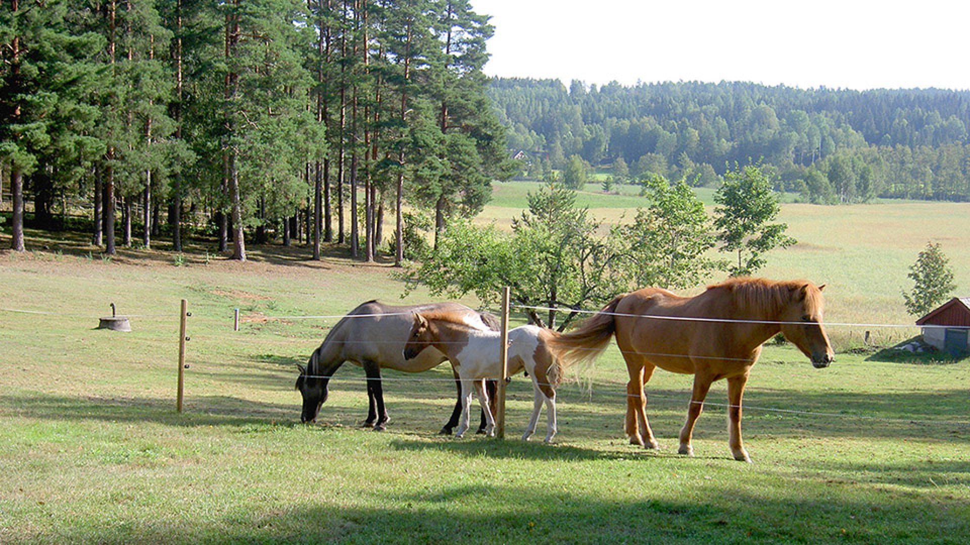 På Mormorsgården finns en liten hästflock med hästar för ryttare i olika storlekar, vana eller ovana