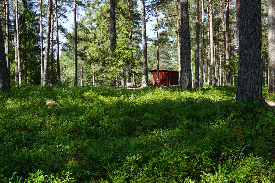 Skog och vindskydd vid 5 km spåret