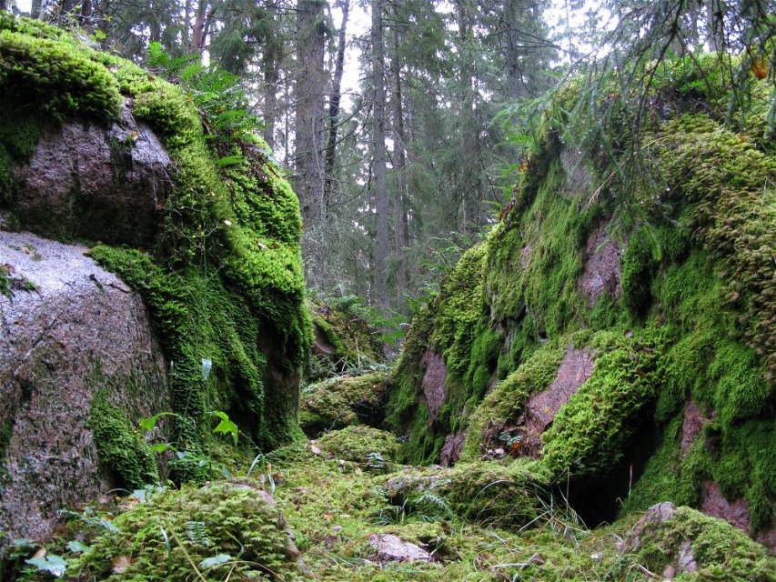Närbild på två rejäla, mosstäckta stenblock. Mellan stenblocken skymtar tät skog fram.