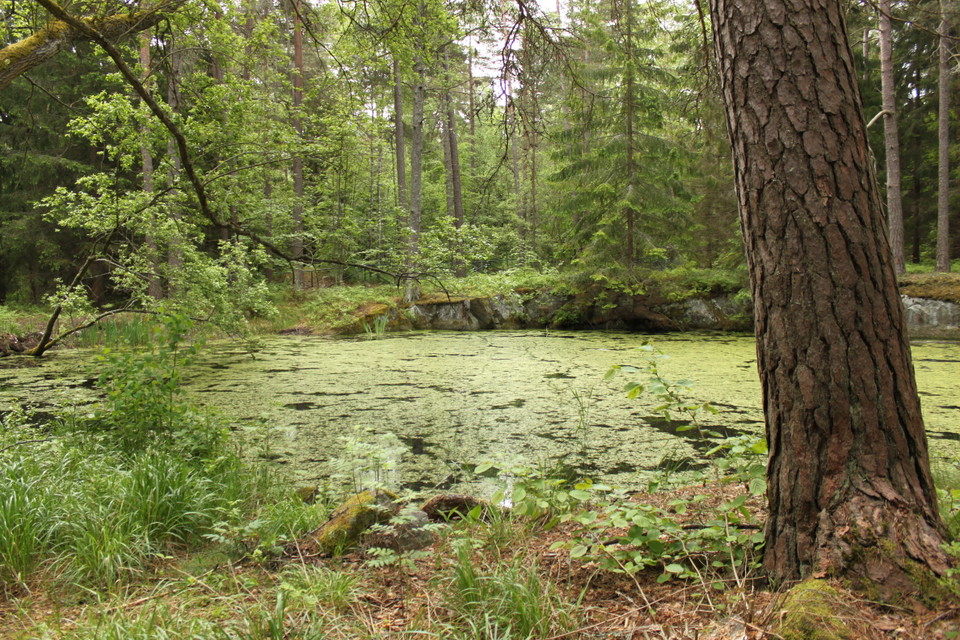 Fågeldamm