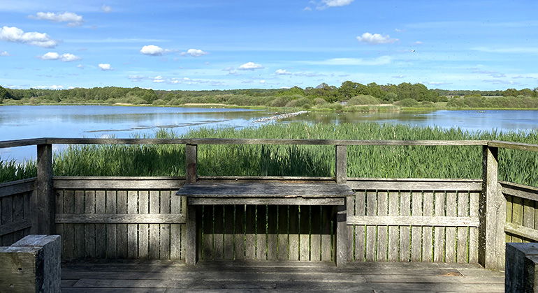 Fågelplattformen vid Gäddängen, en våtmark nära Ringssjöns strand.