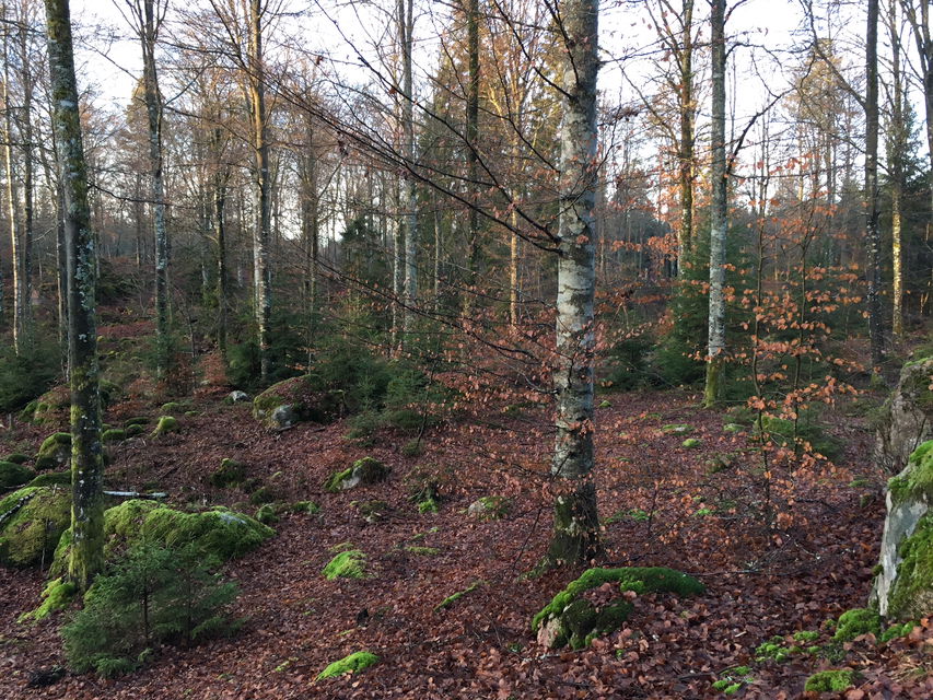 Ädellövskogen i Angölsmåla.