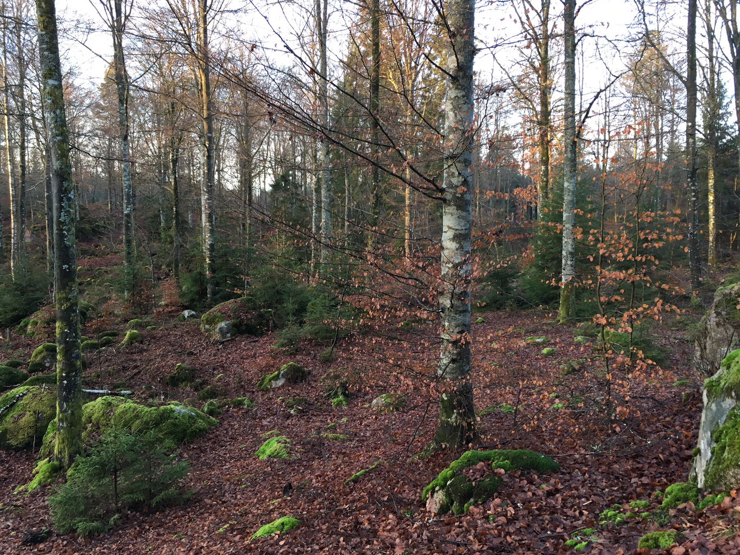 Ädellövskogen i Angölsmåla.