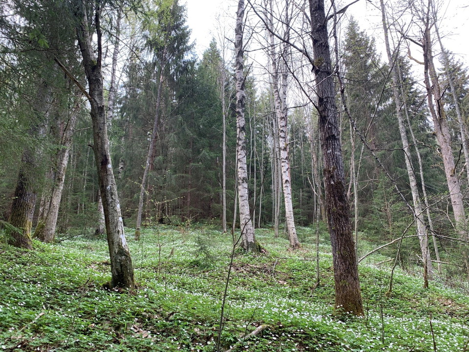 Inne i naturreservatet