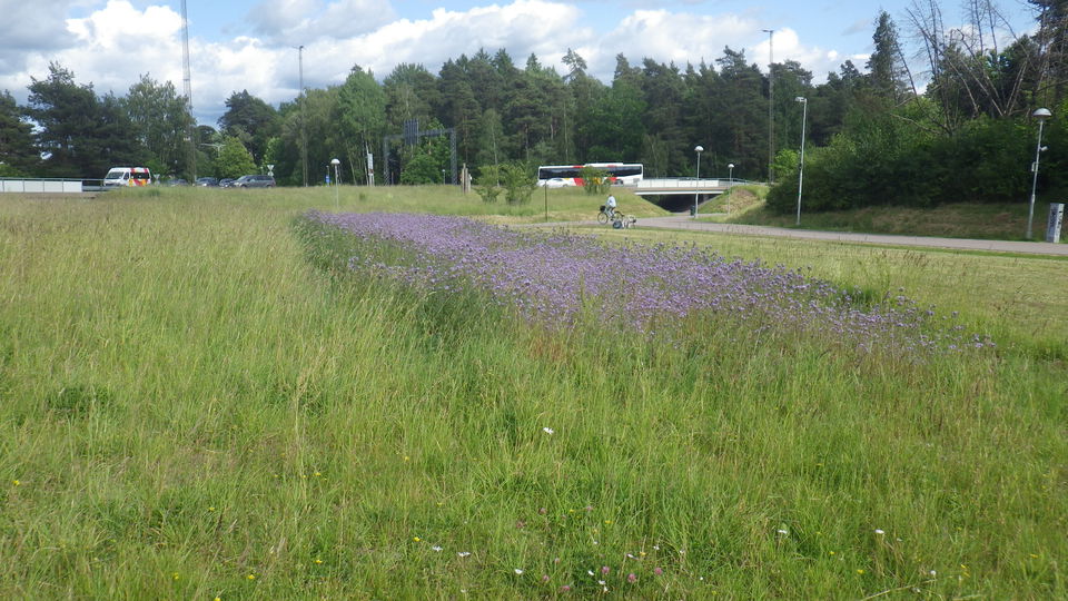 Blommande gräsmark i Vallarondellen