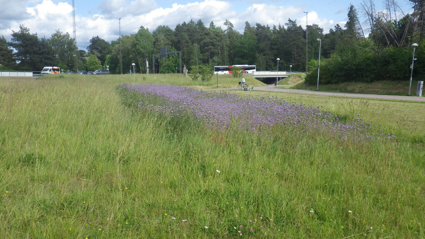 Blommande gräsmark i Vallarondellen