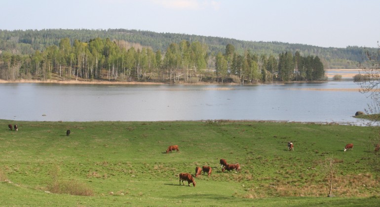 Betande kor vid Gillbergasjön.