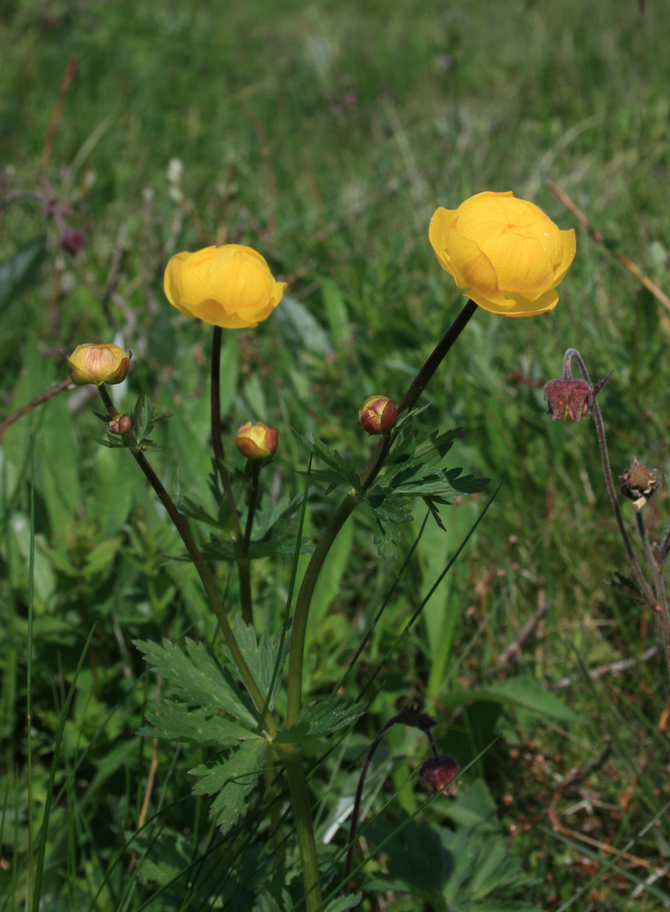 Fotograf: Eva Elfgren