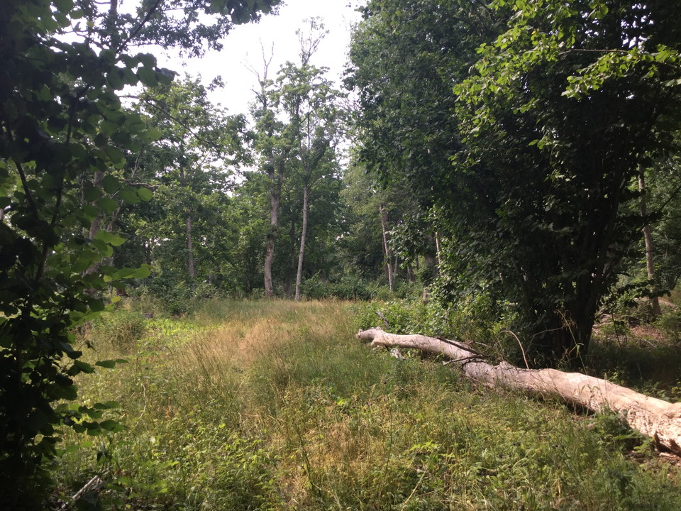 Barnens Ö naturreservat