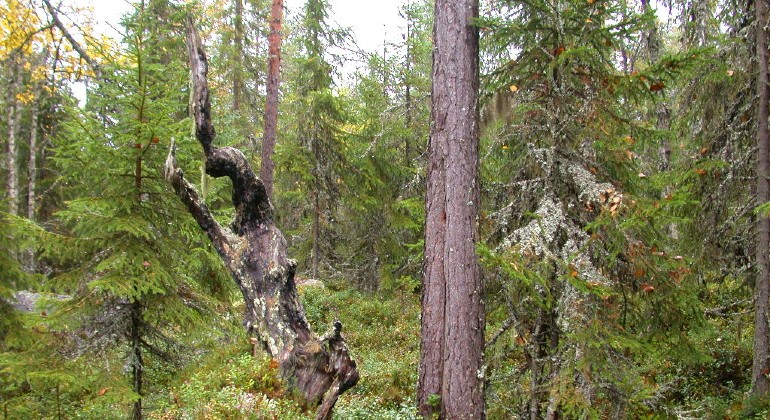 Naturskog med död ved.