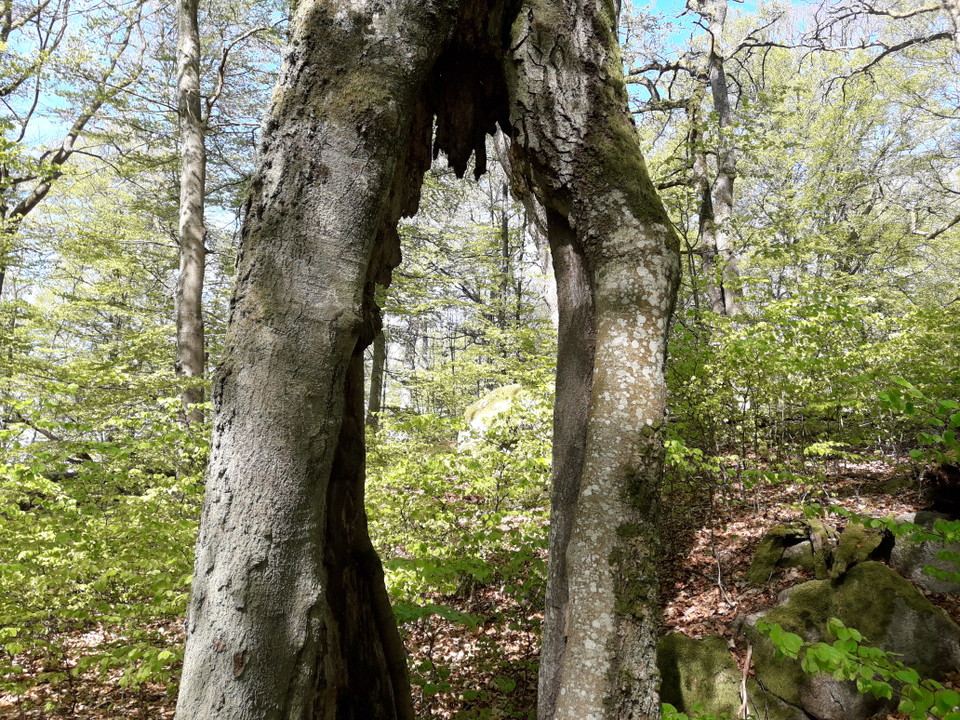 Naturens under