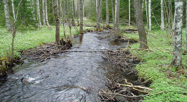 Brunnshyttebäcken.