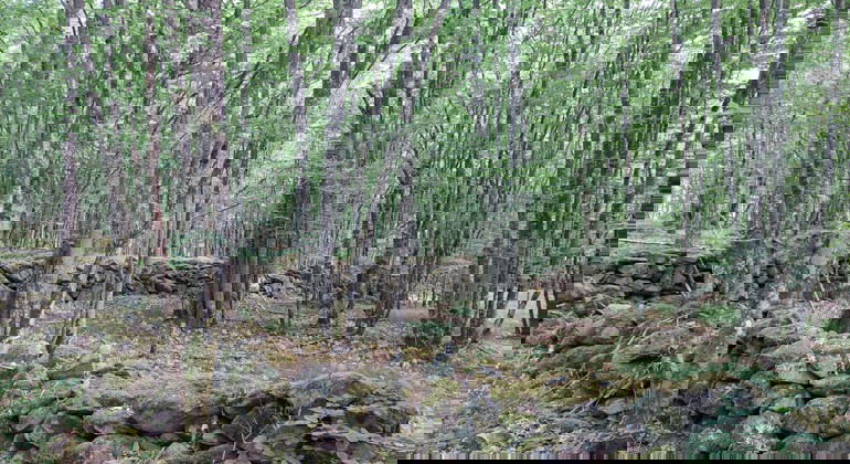 Avenbokskog och stenmurar. Foto Isabel Vitaskär /Länsstyrelsen Blekinge