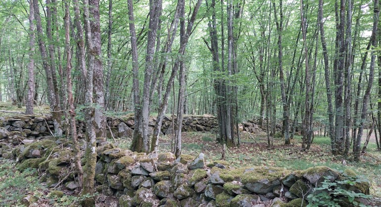 Avenbokskog och stenmurar. Foto Isabel Vitaskär /Länsstyrelsen Blekinge