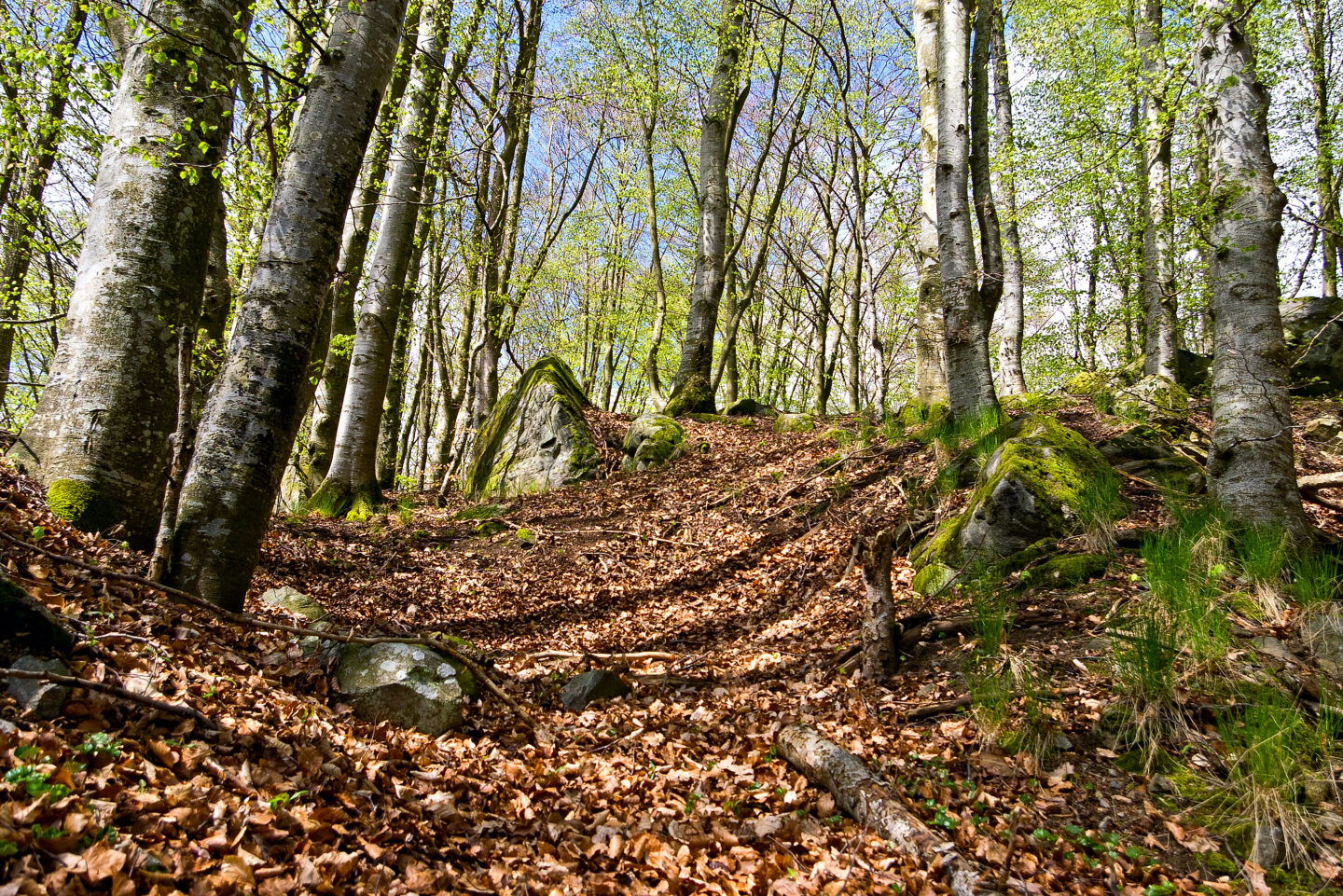 Bild på löv och stenar i en skog