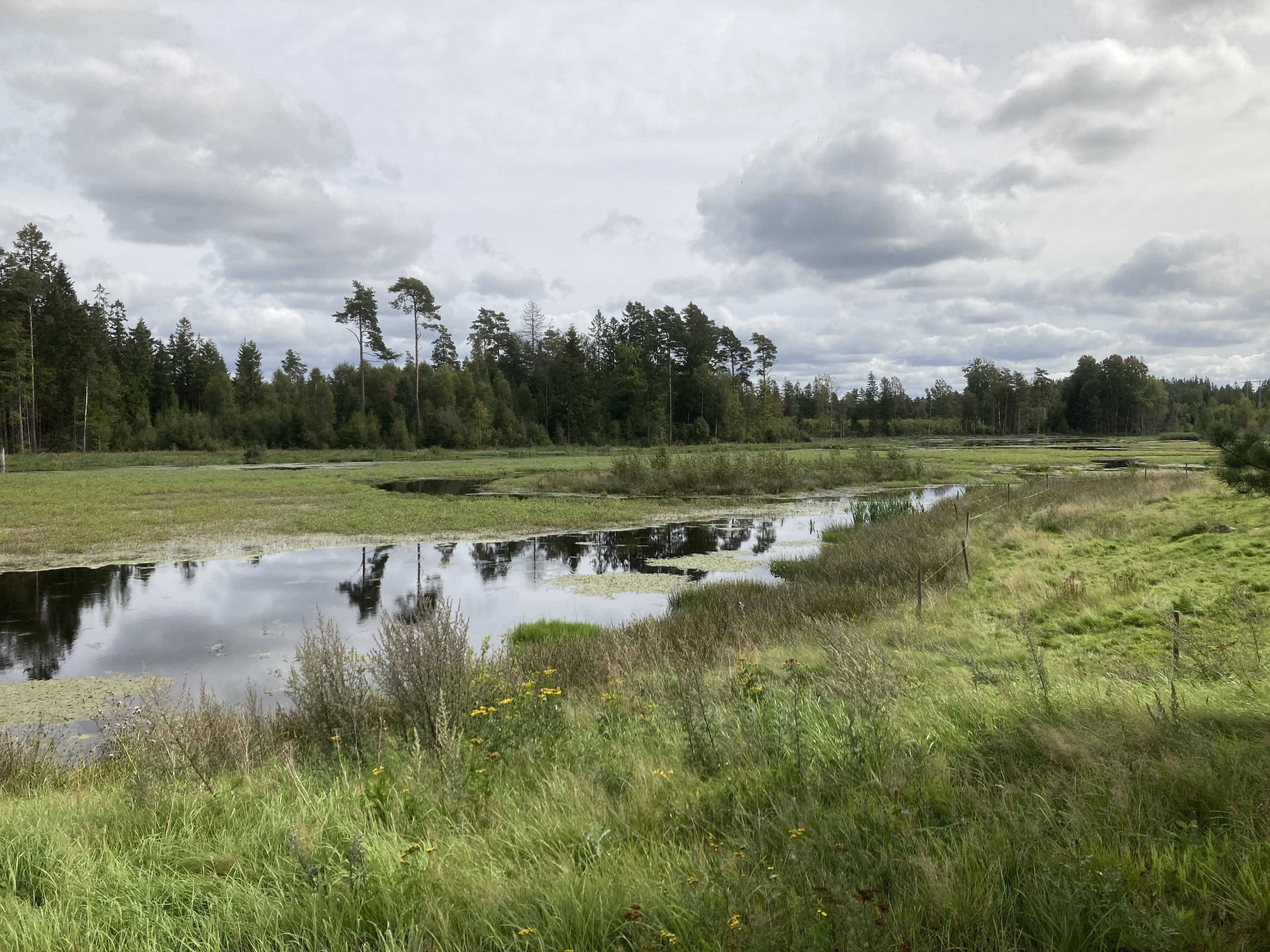 En våtmark med träd i bakgrunden