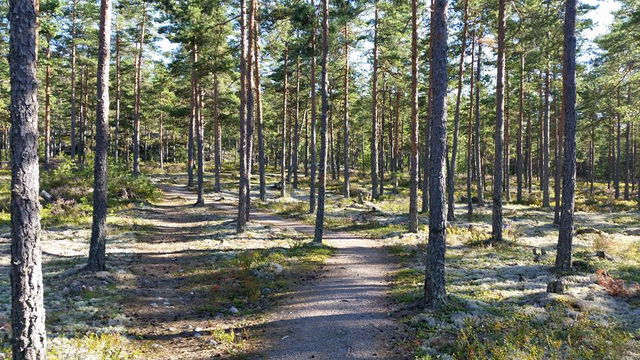 Ulvaspåret 5 km