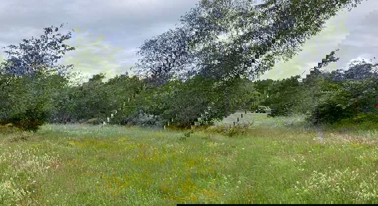 Öppen blomrik mark.