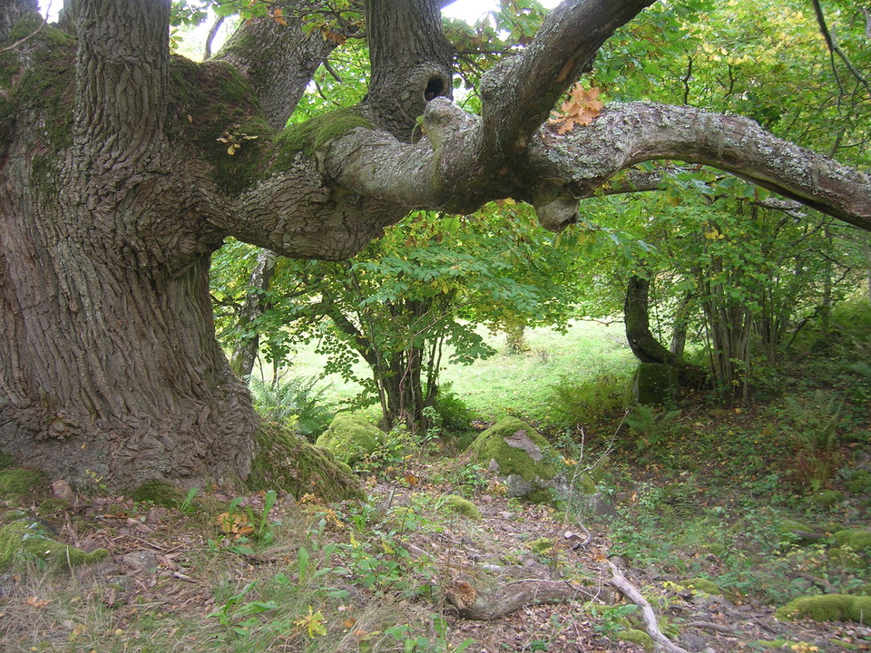 Närbild på en mycket grov gammal ek med knotiga grenar.