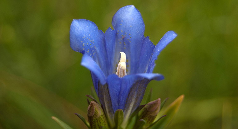 Klockgentiana.