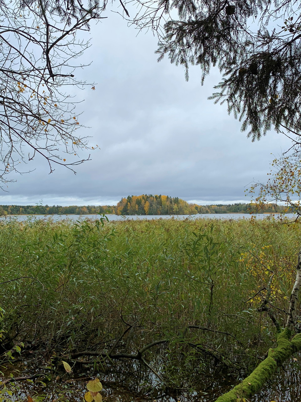 Höst i Hasselhorns naturreservat.