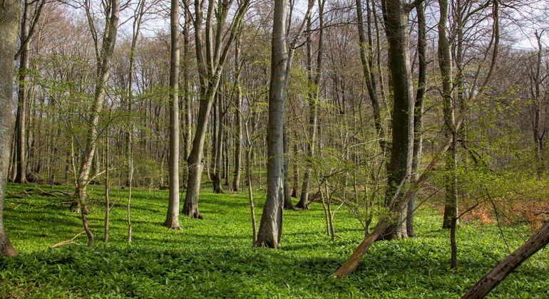 Bokskog.